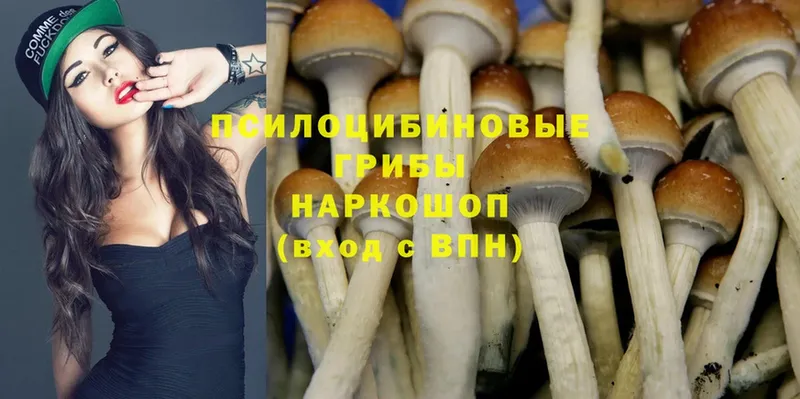 Галлюциногенные грибы Psilocybe  купить наркоту  Павловский Посад 